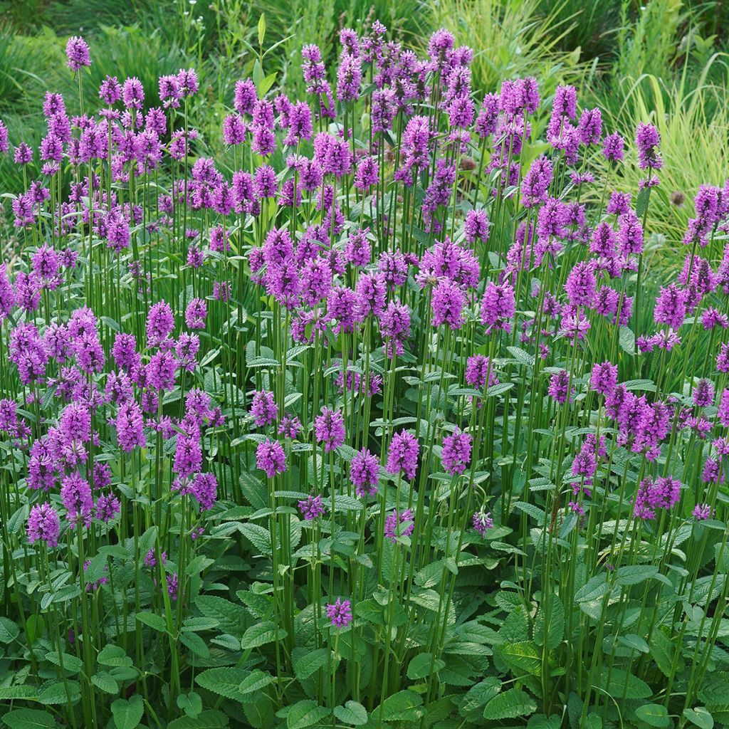 Stachys officinalis - Betonica comune