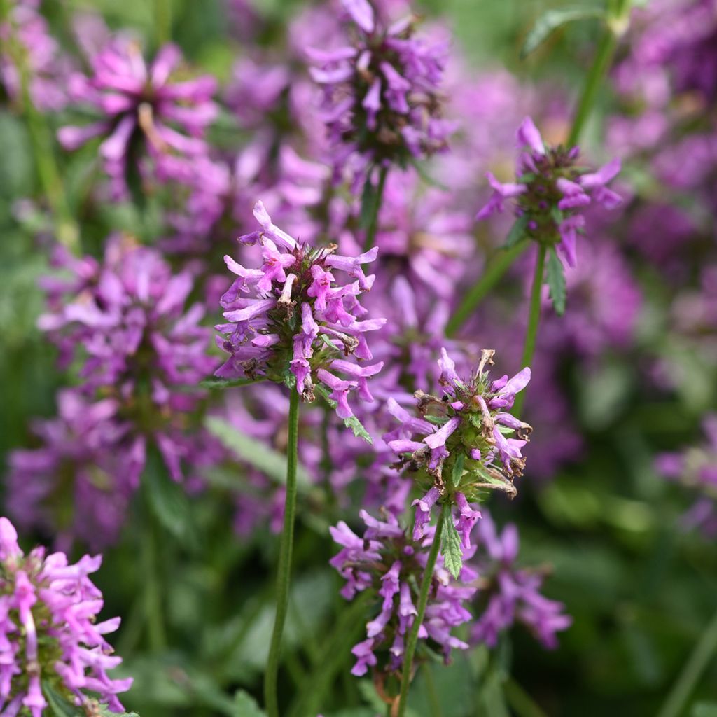 Stachys officinalis - Betonica comune