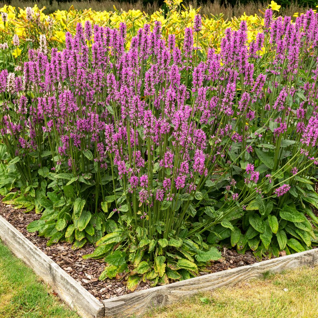 Stachys officinalis - Betonica comune