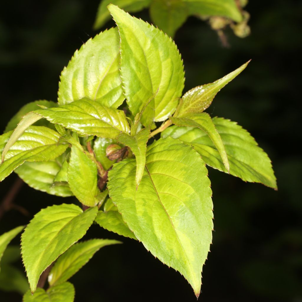 Stachyurus chinensis Wonderful Image