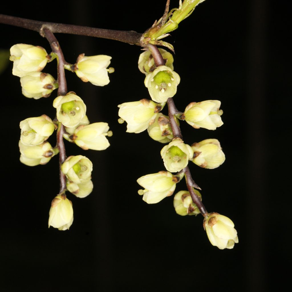 Stachyurus chinensis Wonderful Image