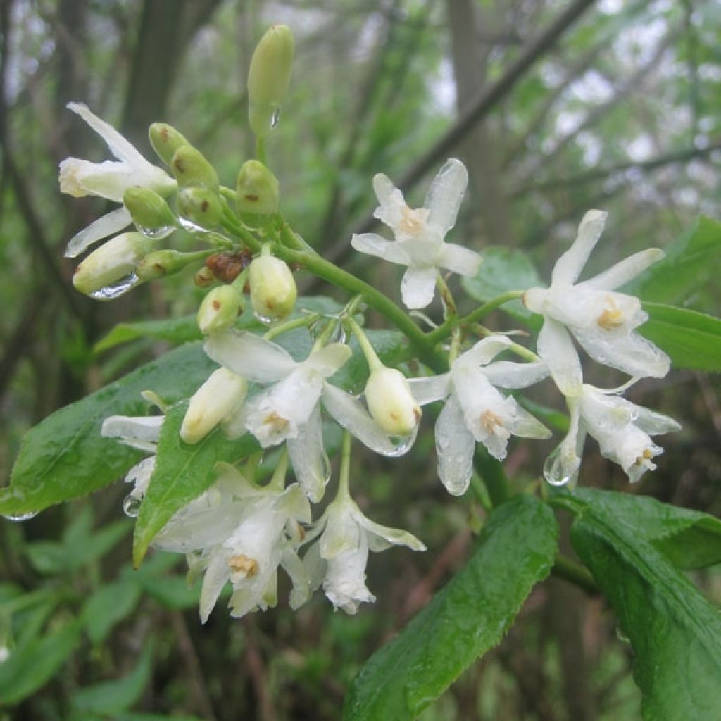 Staphylea colchica - Faux pistachier