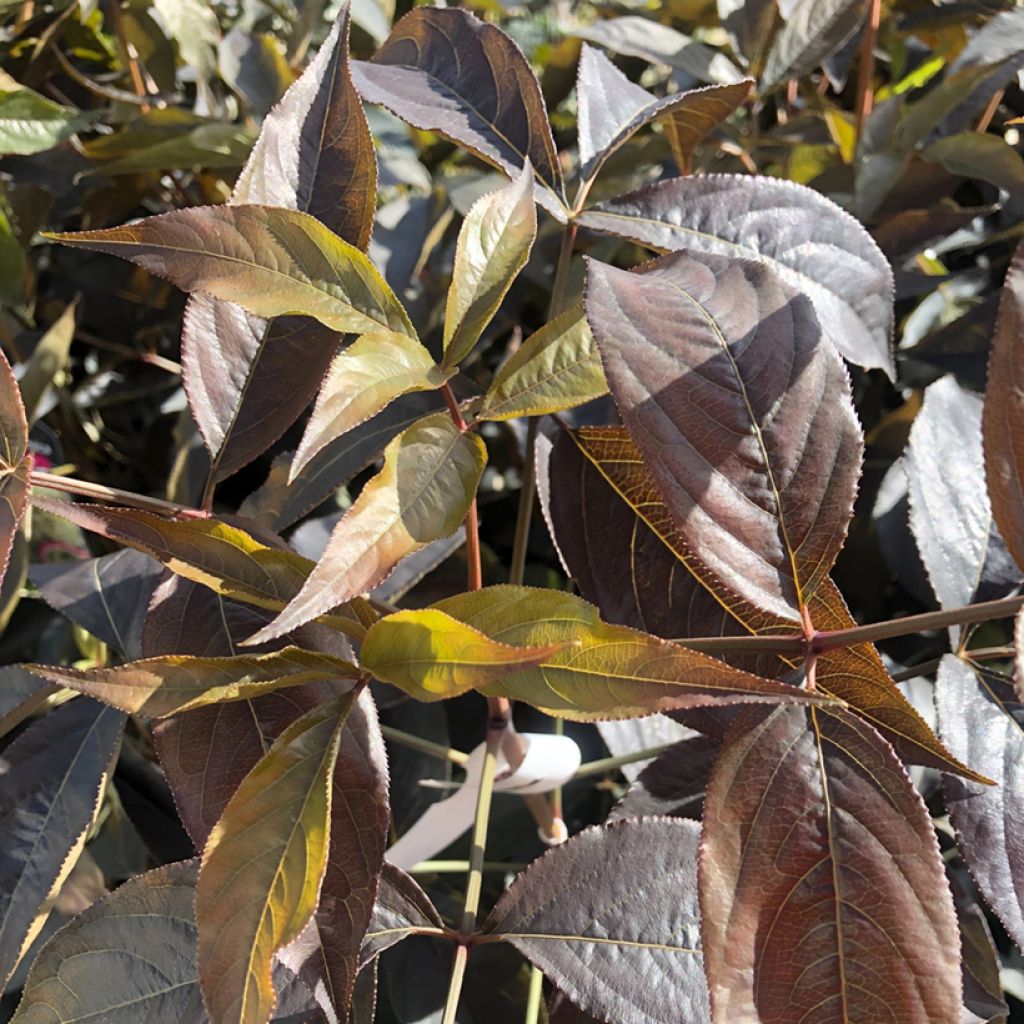 Staphylea colchica Black Beauty