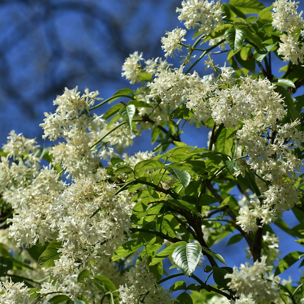 Staphylea colchica Black Jack - Faux pistachier