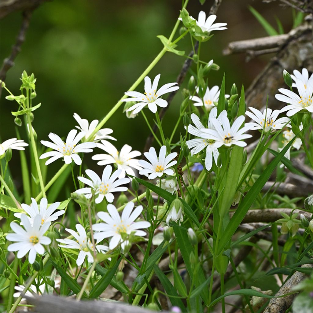 Stellaria holostea - Centocchio garofanina