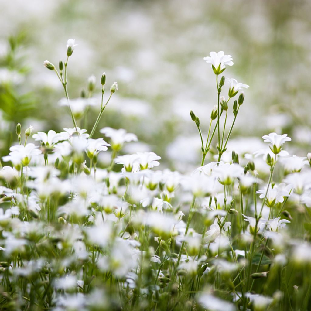 Stellaria holostea - Centocchio garofanina