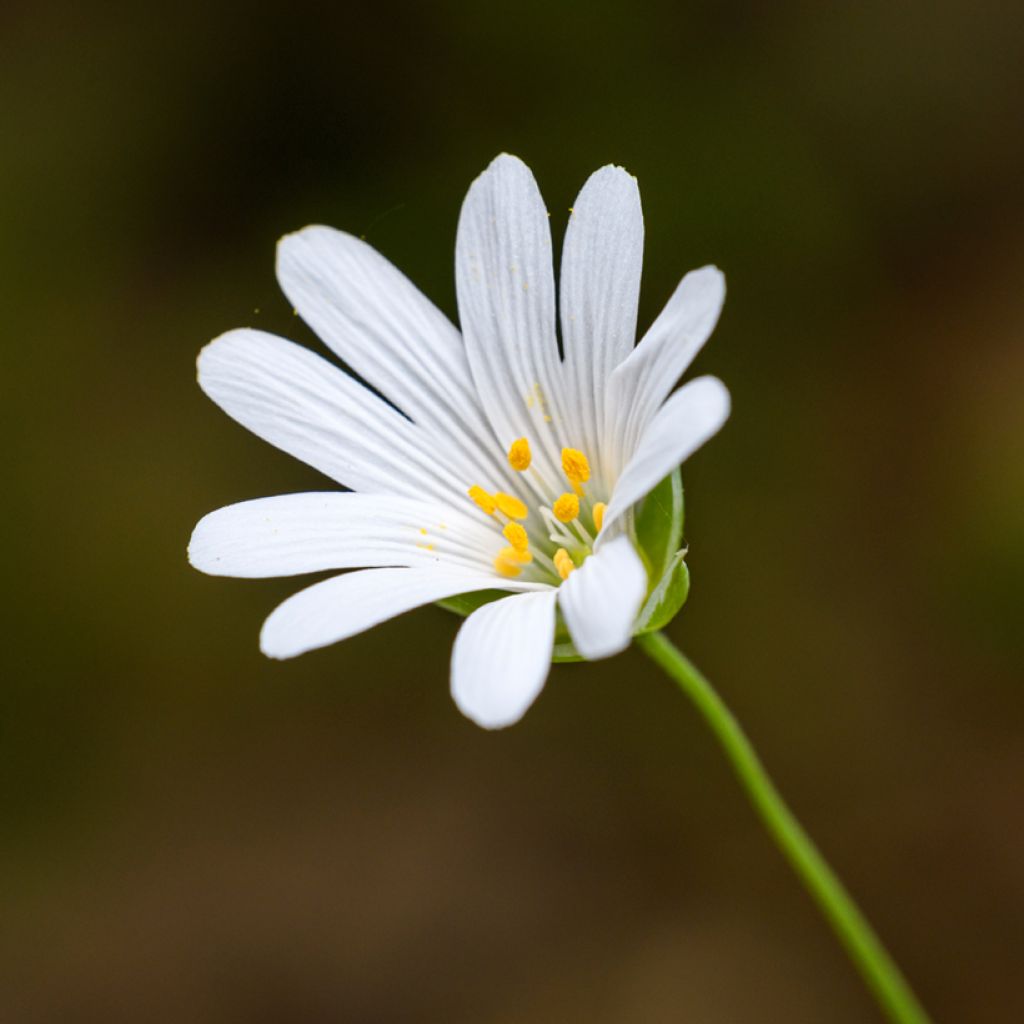 Stellaria holostea - Centocchio garofanina