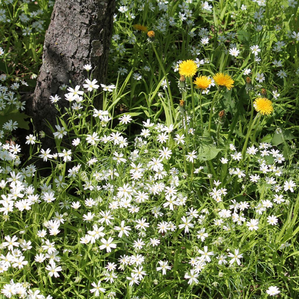 Stellaria holostea - Centocchio garofanina