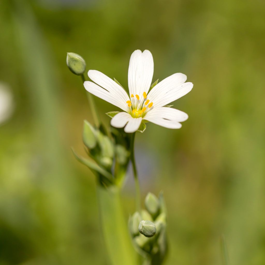 Stellaria holostea - Centocchio garofanina