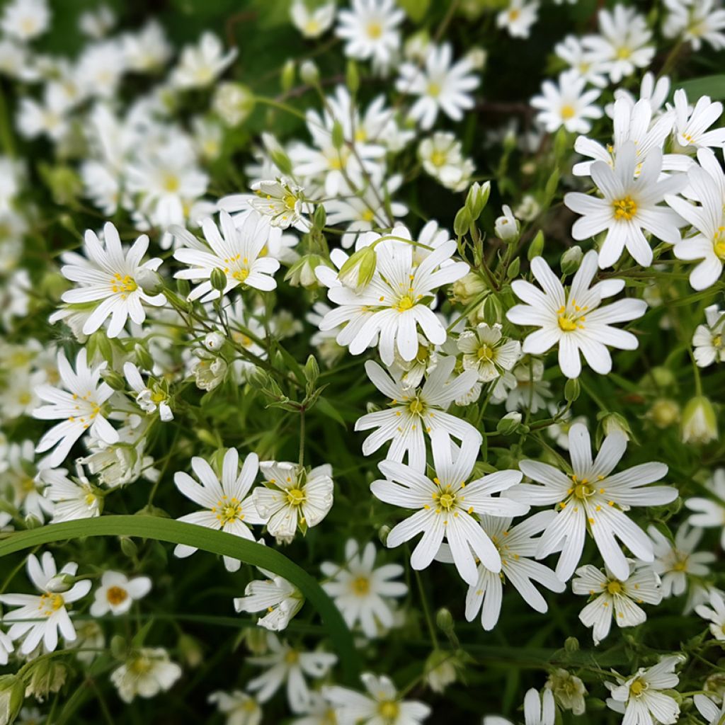 Stellaria holostea - Centocchio garofanina