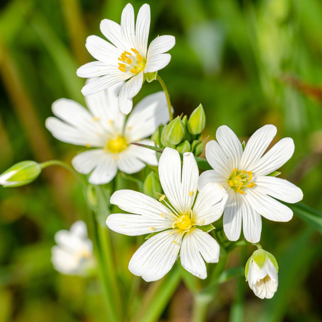 Stellaria holostea - Centocchio garofanina