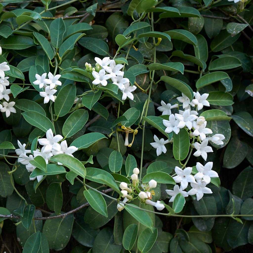 Stephanotis jasminoides - Gelsomino del Madagascar