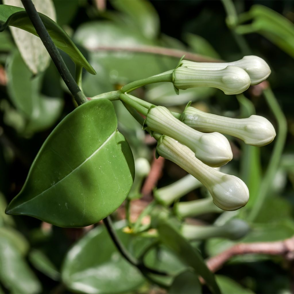 Stephanotis jasminoides - Gelsomino del Madagascar