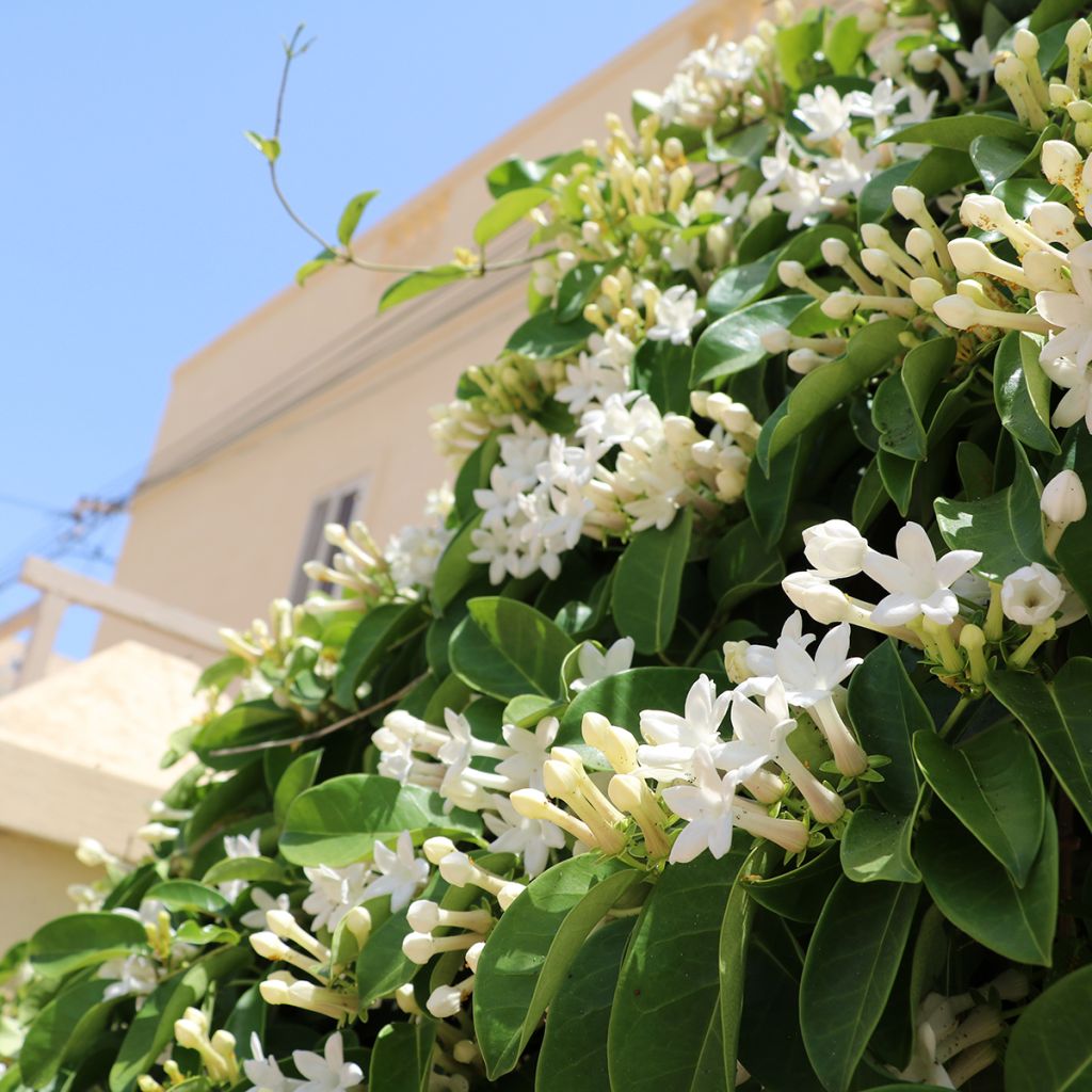 Stephanotis jasminoides - Gelsomino del Madagascar