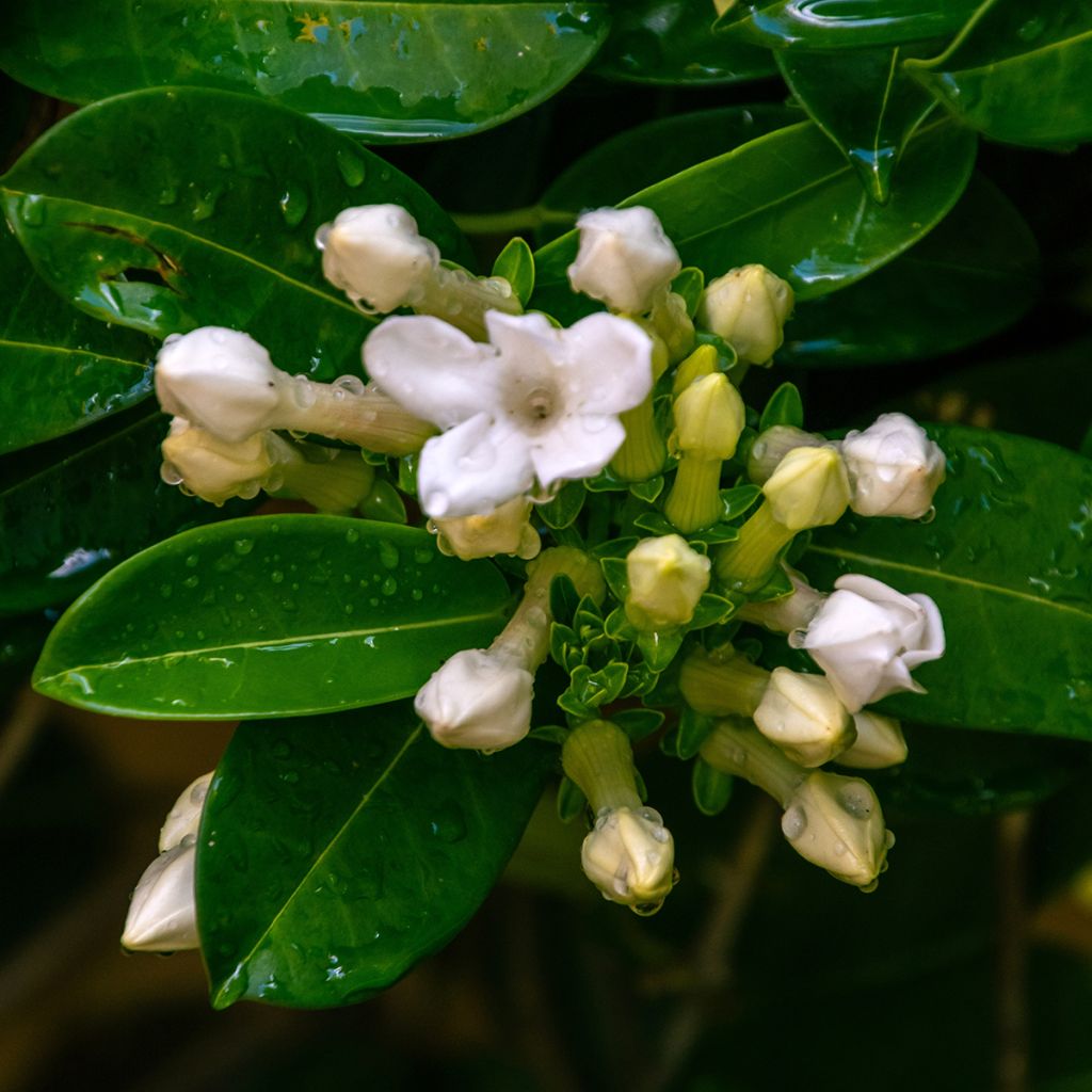 Stephanotis jasminoides - Gelsomino del Madagascar