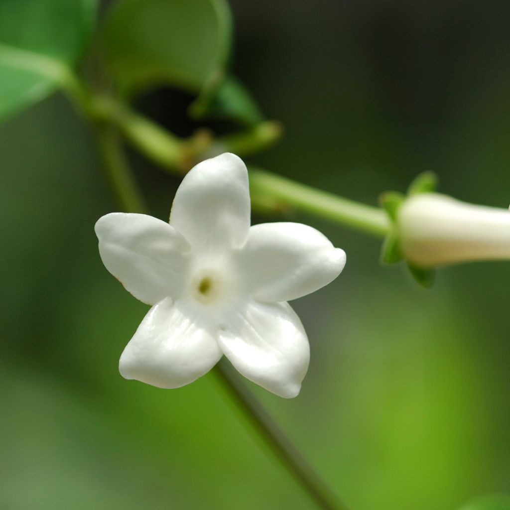 Stephanotis jasminoides - Gelsomino del Madagascar