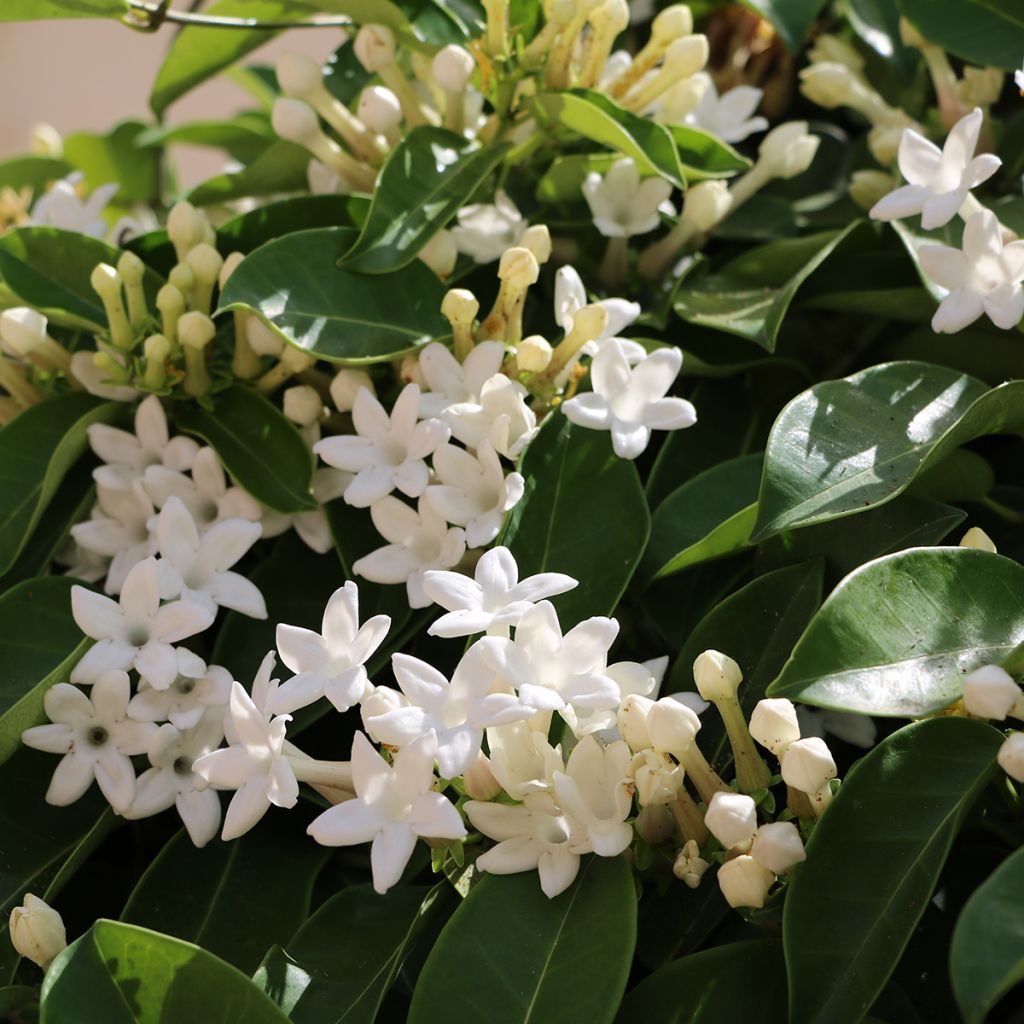 Stephanotis jasminoides - Gelsomino del Madagascar