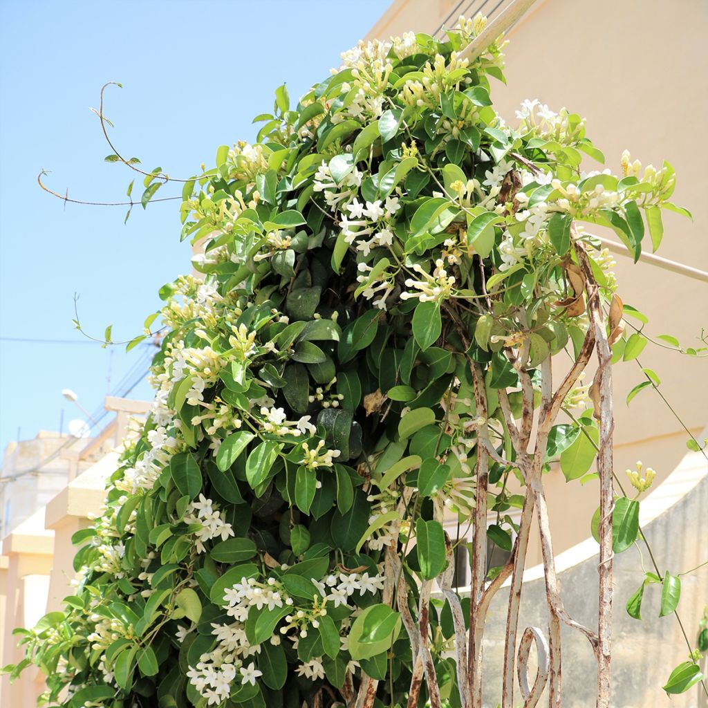 Stephanotis jasminoides - Gelsomino del Madagascar