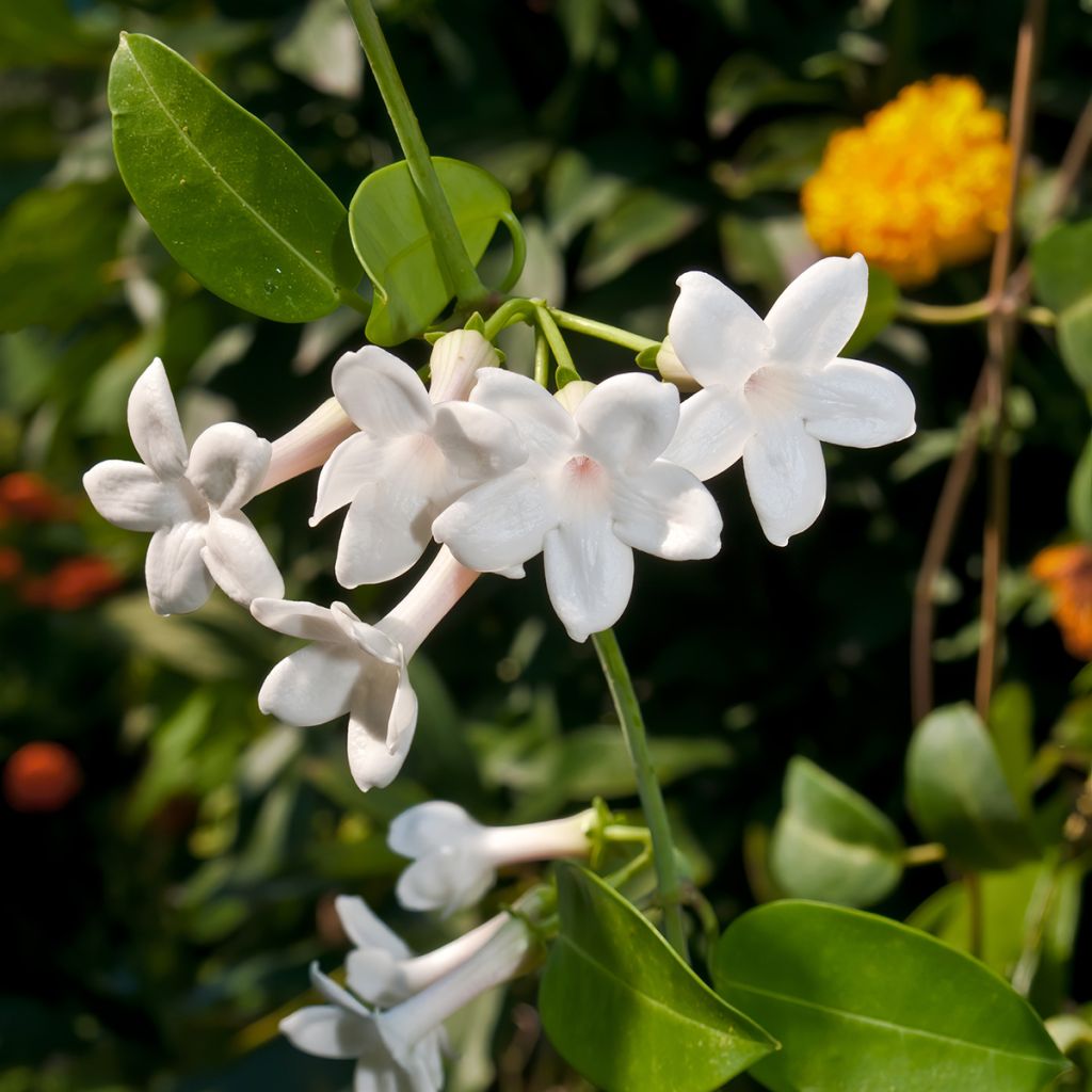 Stephanotis jasminoides - Gelsomino del Madagascar