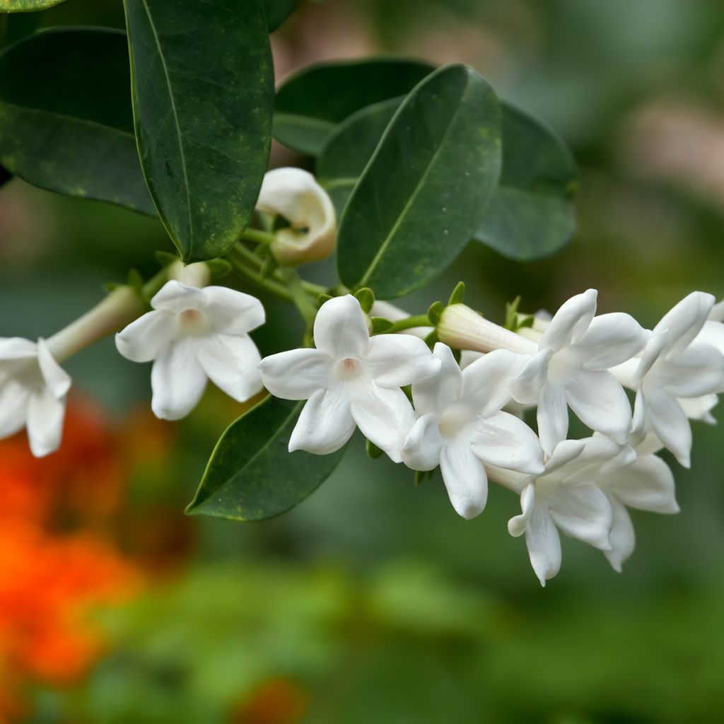 Stephanotis jasminoides - Gelsomino del Madagascar