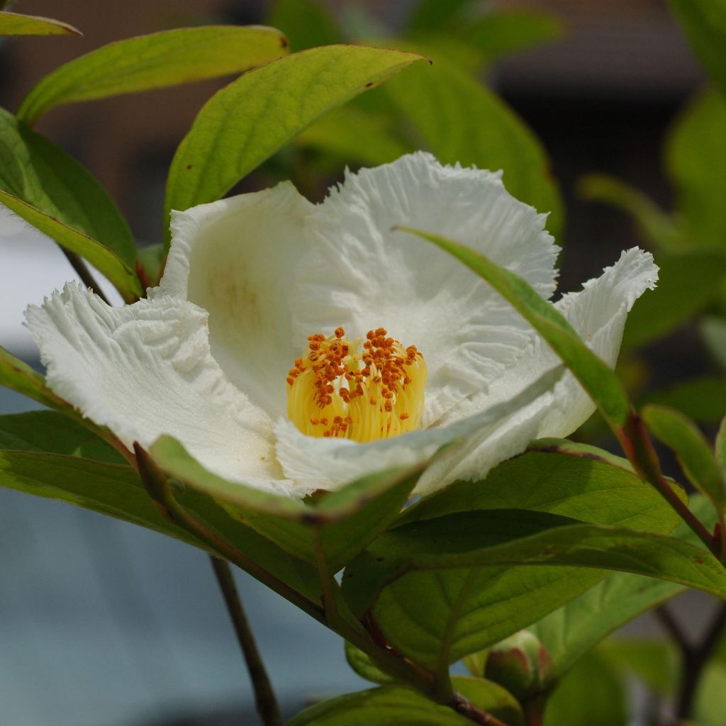 Stewartia pseudocamellia