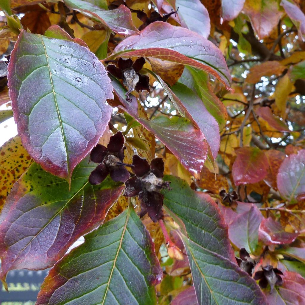 Stewartia pseudocamellia