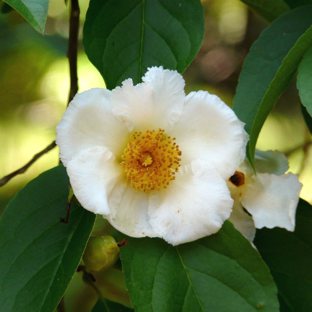 Stewartia pseudocamellia Koreana