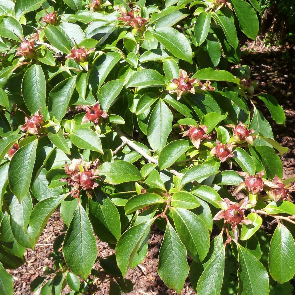 Stewartia rostrata