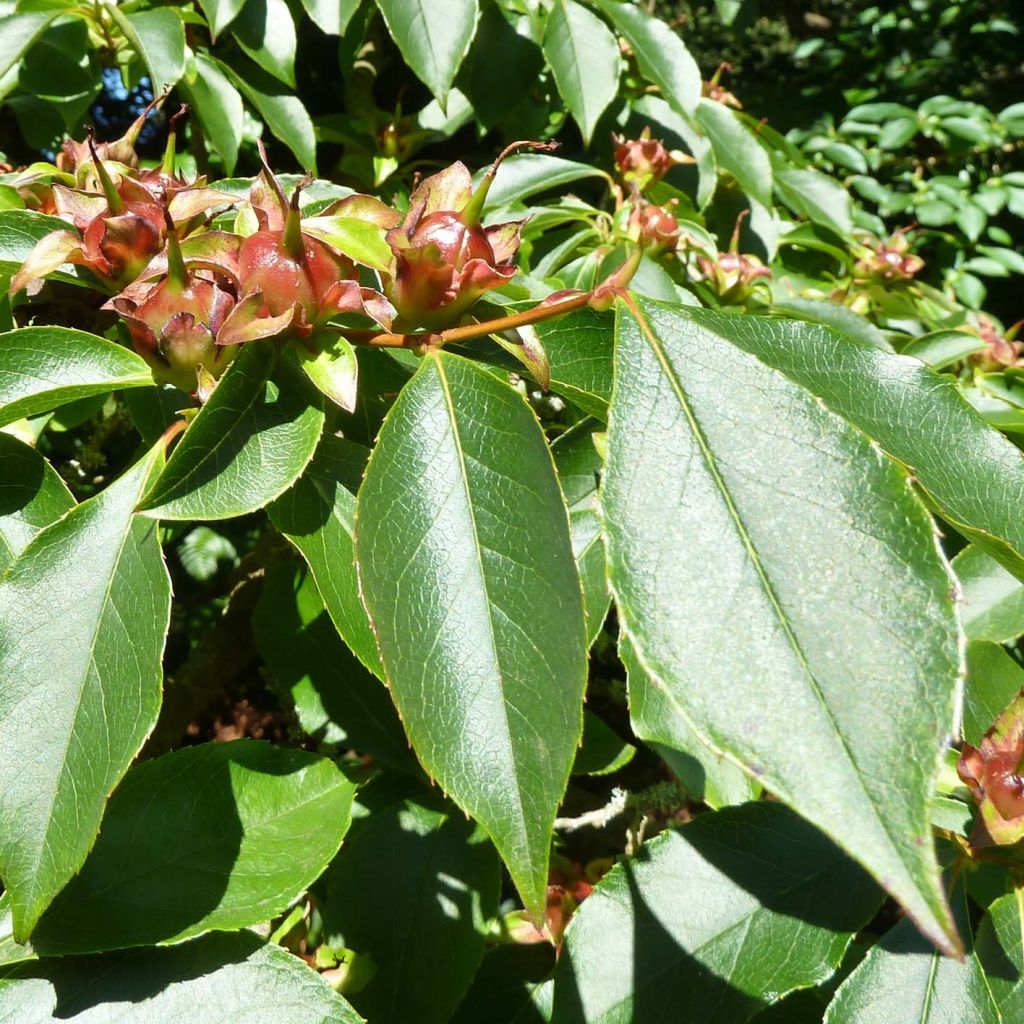 Stewartia rostrata