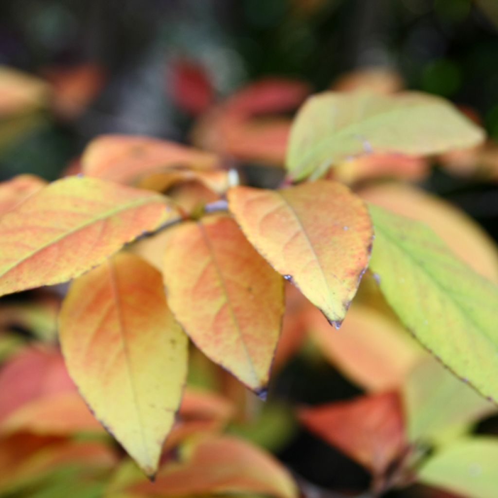 Stewartia rostrata