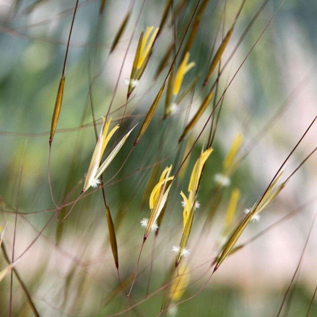 Stipa gigantea - Stipa gigante