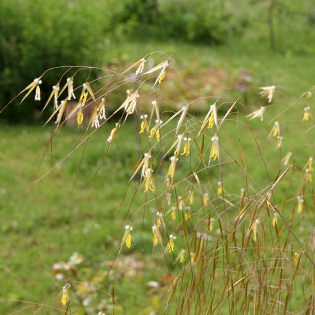 Stipa gigantea - Stipa gigante