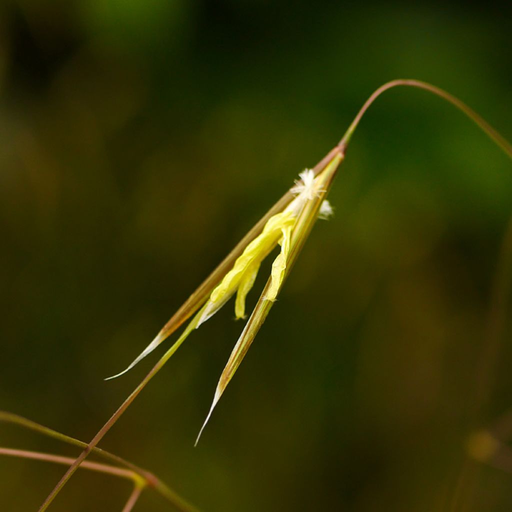 Stipa gigantea - Stipa gigante