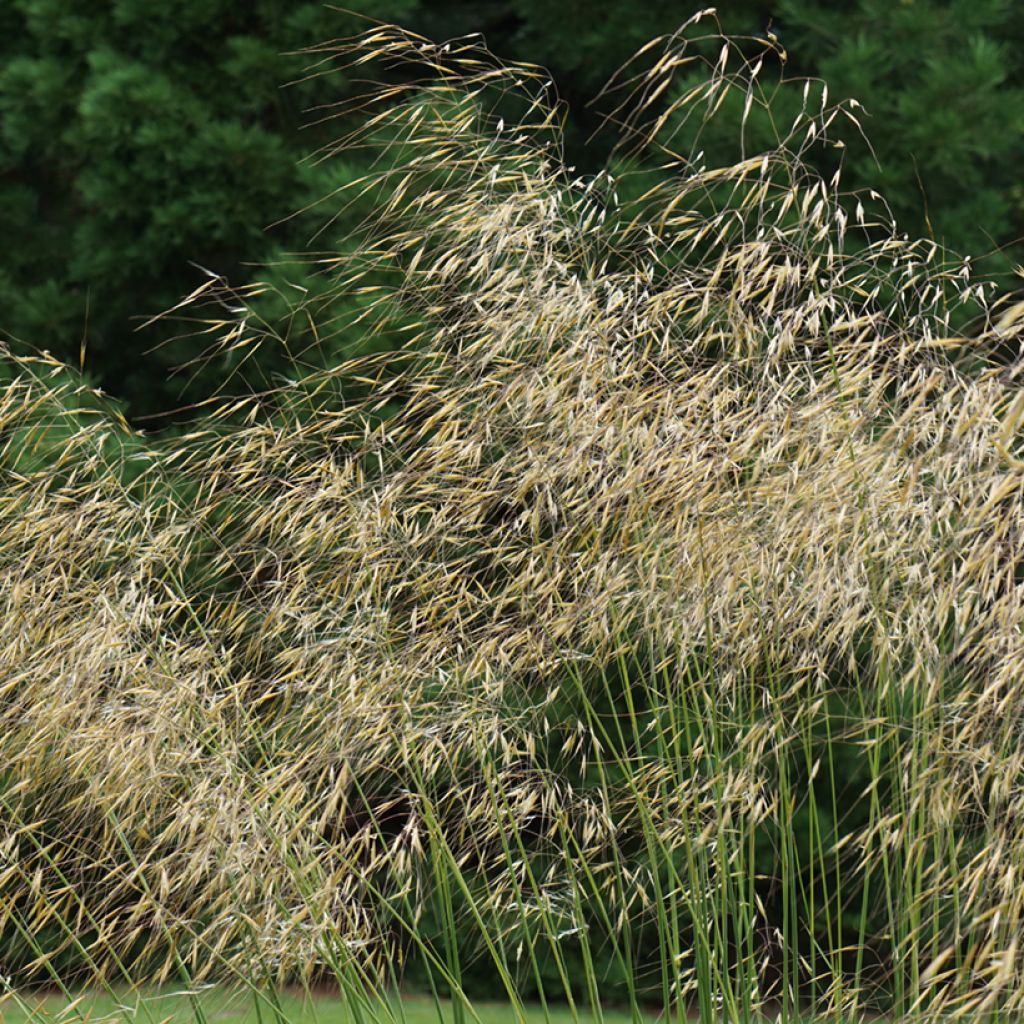 Stipa gigantea - Stipa gigante