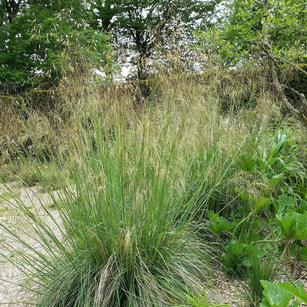 Stipa gigantea - Stipa gigante