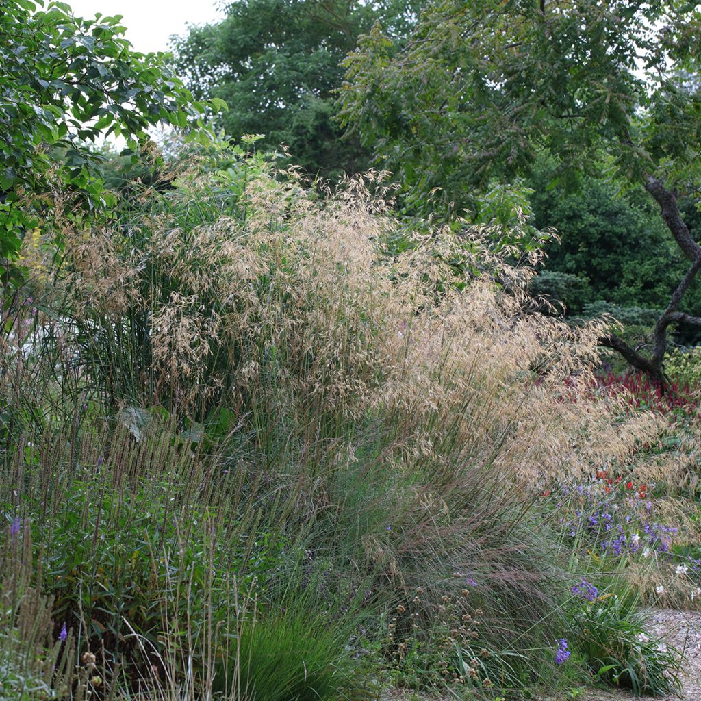 Stipa gigantea - Stipa gigante