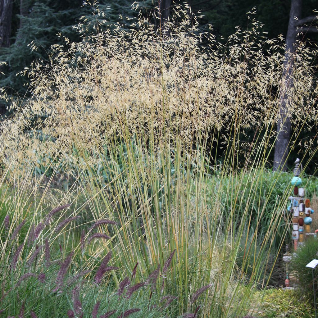 Stipa gigantea - Stipa gigante