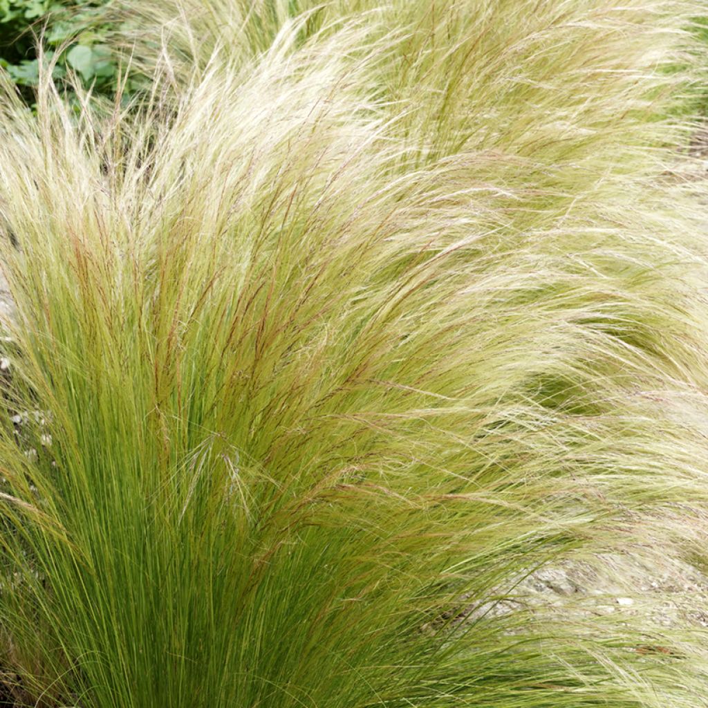 Stipa tenuifolia - Erba ago del Texas