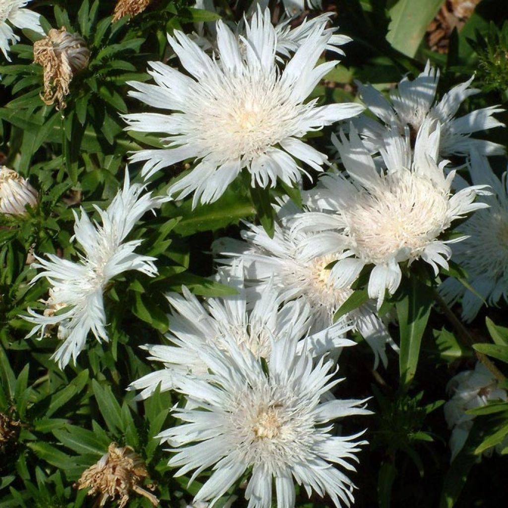 Stokesia laevis Alba - Bleuet d'Amérique - Stokésie blanche