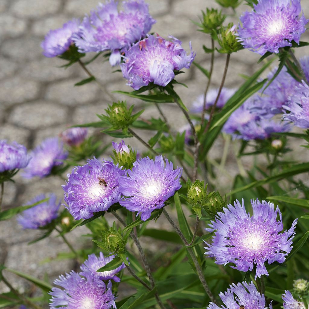 Stokesia laevis Blue Star