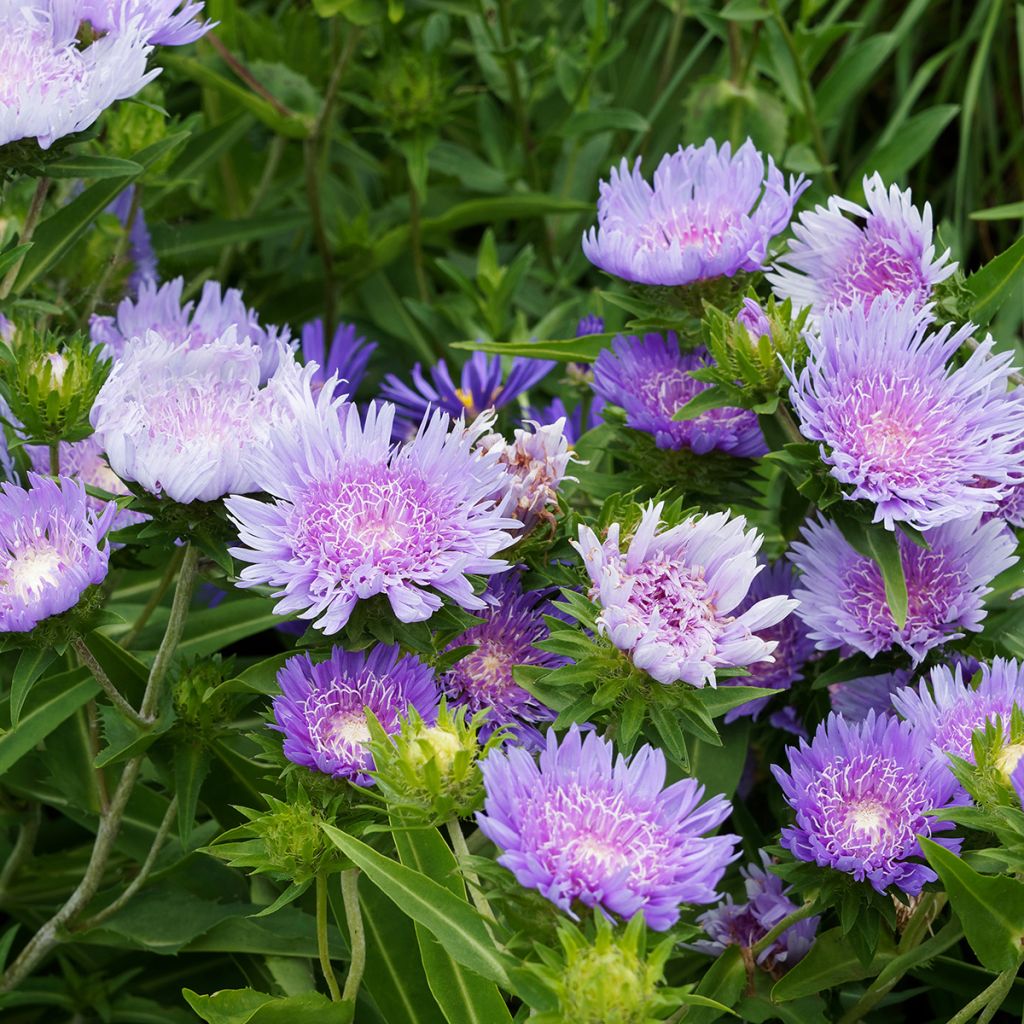 Stokesia laevis Blue Star