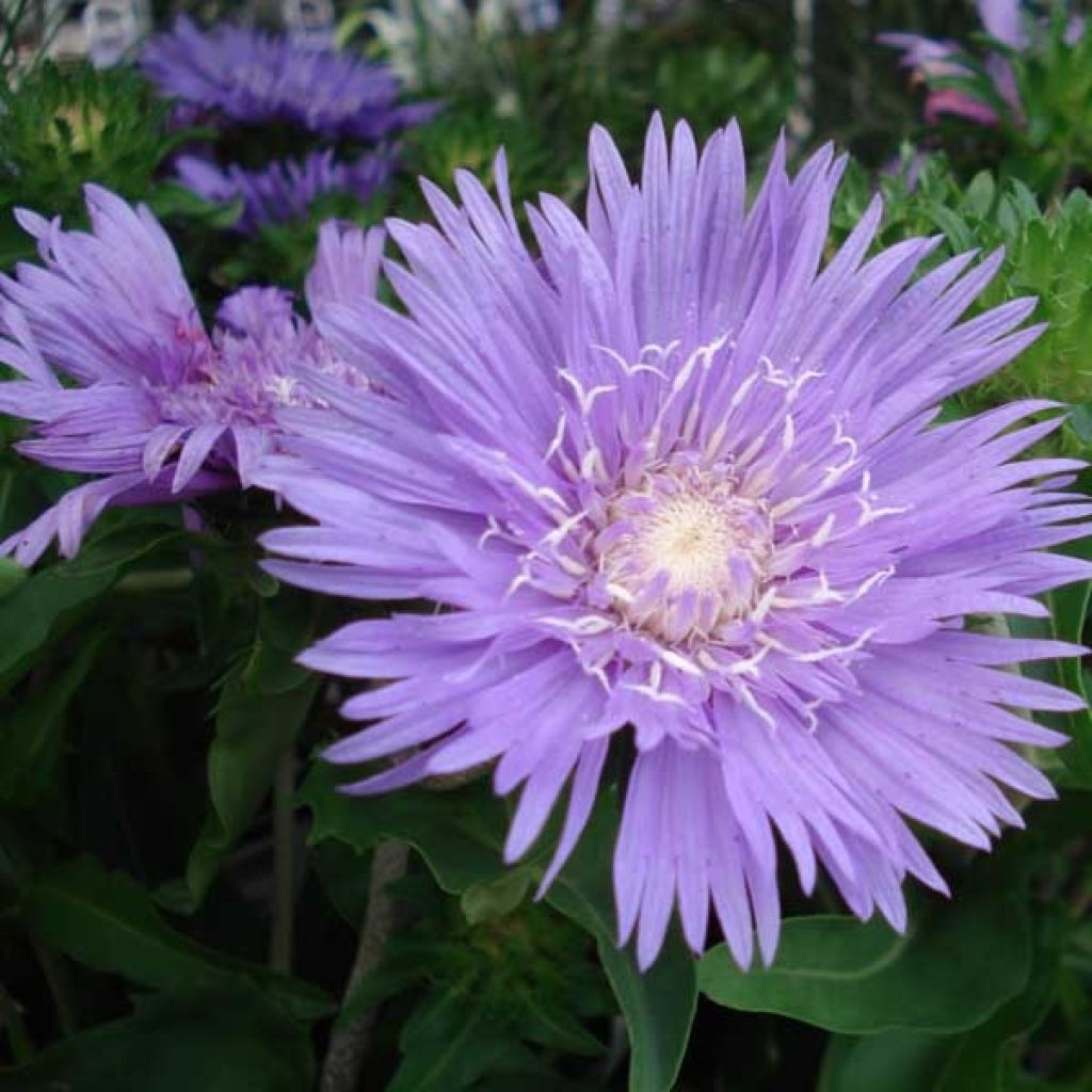 Stokesia laevis Purple Parasols