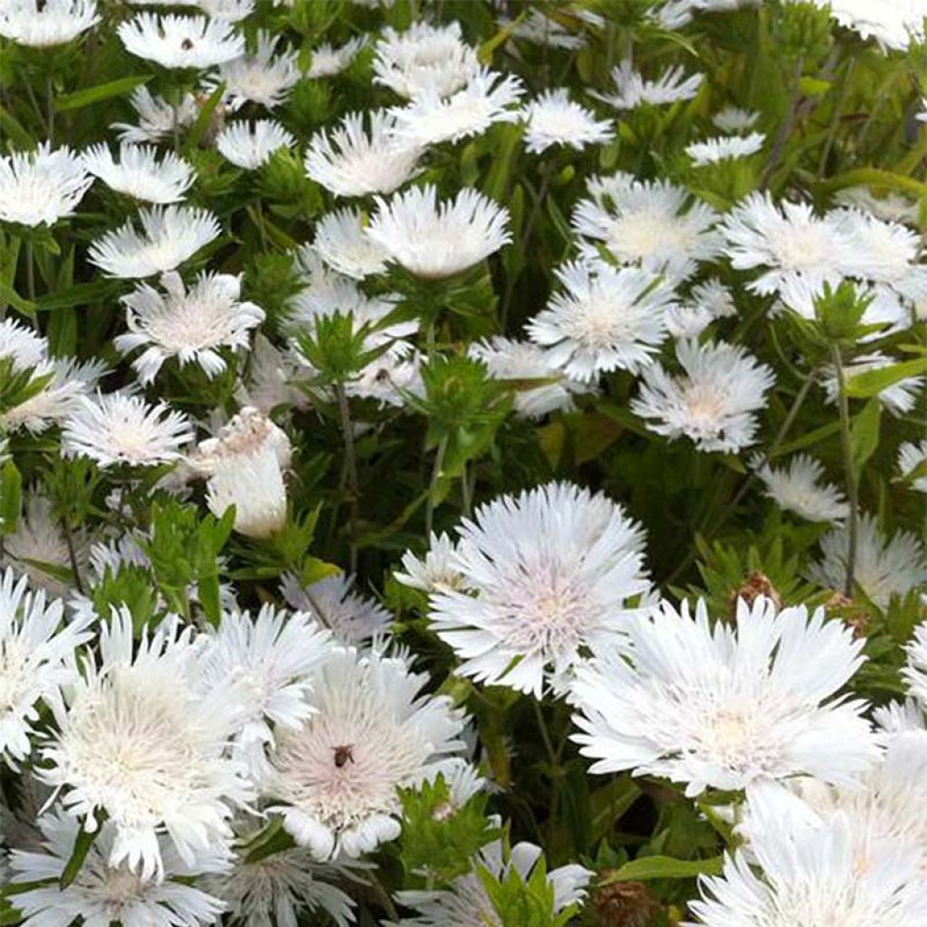 Stokesia laevis Traumerei - Bleuet d'Amérique.