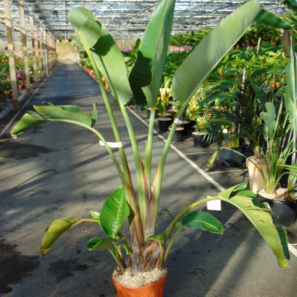 Strelitzia augusta - Uccello del paradiso