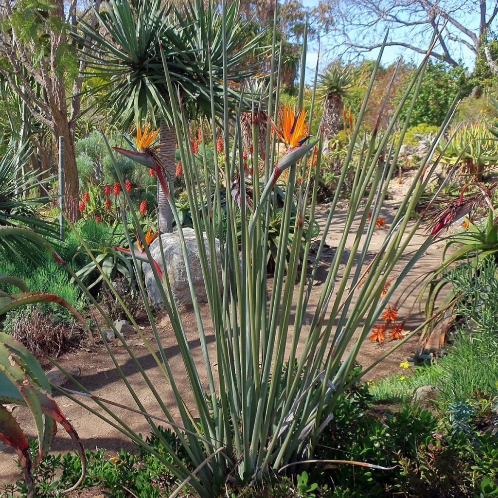 Strelitzia juncea - Oiseau de paradis à tiges de jonc