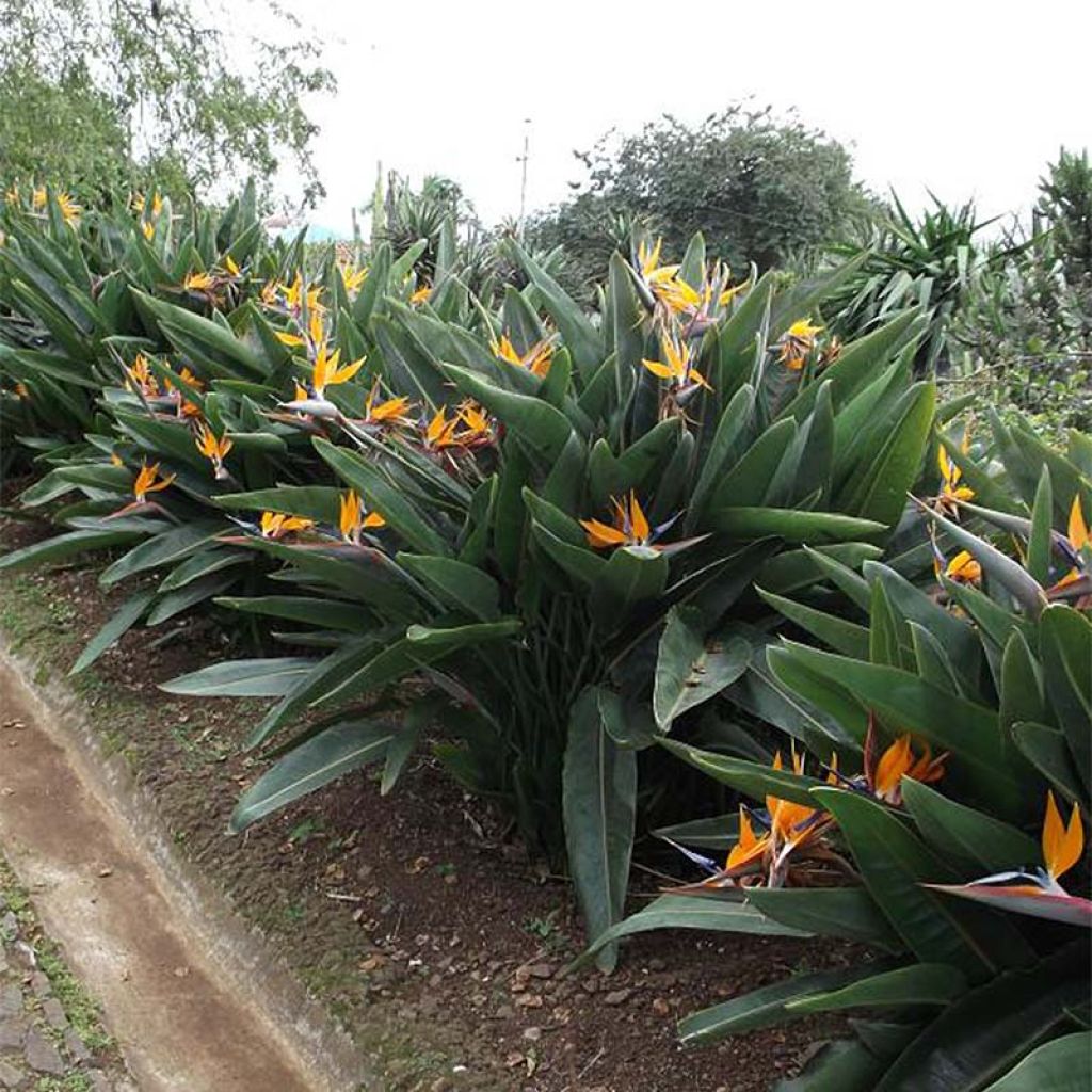 Strelitzia reginae - Oiseau de Paradis