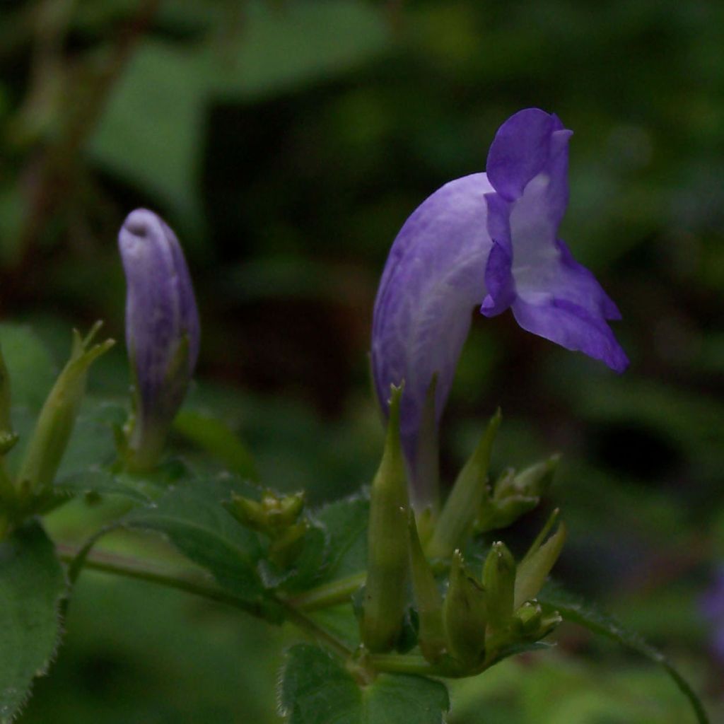 Strobilanthes attenuata