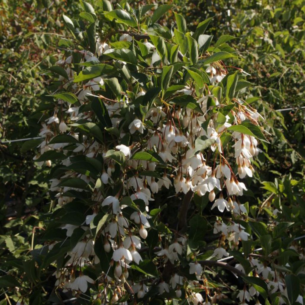 Styrax japonica Fragrant Fountain