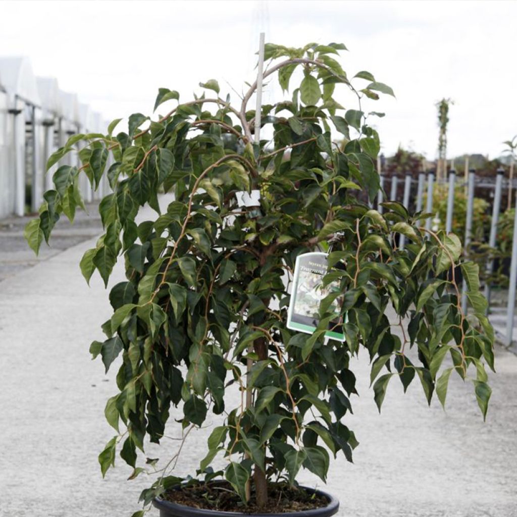 Styrax japonica Fragrant Fountain