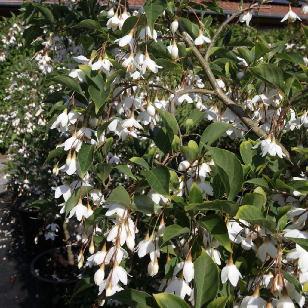 Styrax japonica Fragrant Fountain